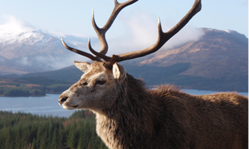 Hex Wildlife Stag 2008 2