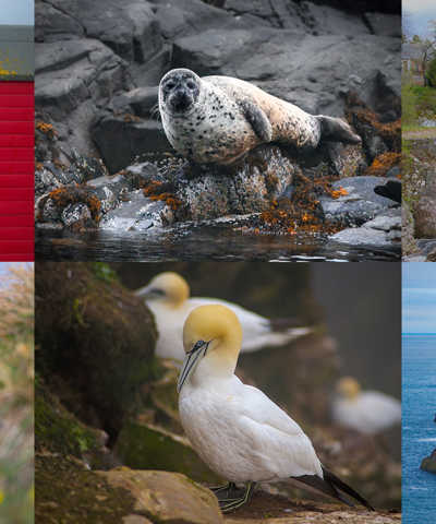 Moray Coast, Wildlife & Speyside Whisky Explorer image