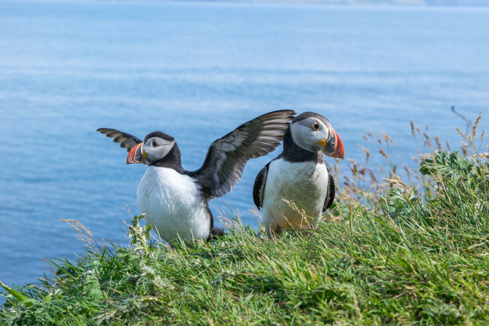 Puffins 1