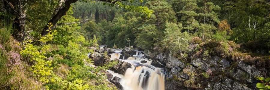 Rumbling waterfalls of Rogie Falls crashing through rocky river in lush woodland in Scotland