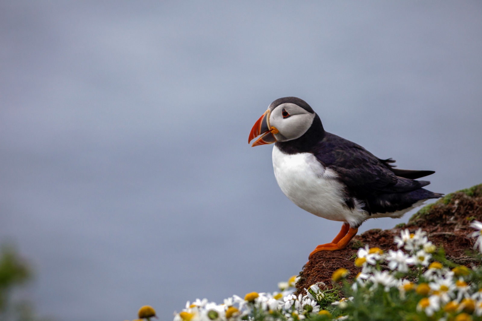 image of Highlight wildlife cruise Mull Staffa Treshnish Isles
